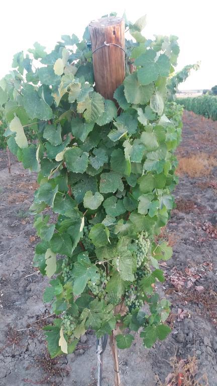 Terras - Agroturismo & Vinhos Beja Luaran gambar