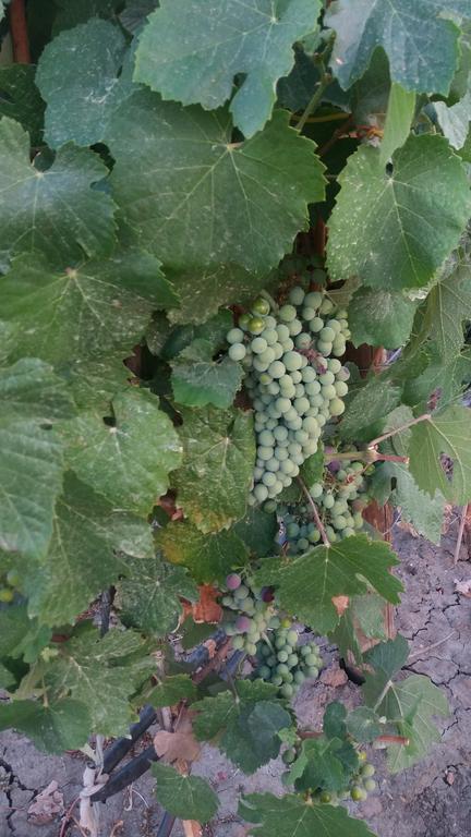 Terras - Agroturismo & Vinhos Beja Luaran gambar
